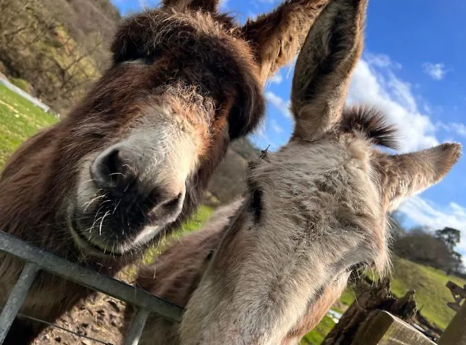 Cwm Farm Cwtch